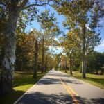 Fall-Sycamore-trees.jpg